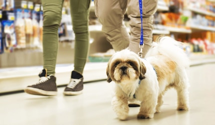 Einkaufen mit Hund: In welche Geschäfte dürfen Hunde?